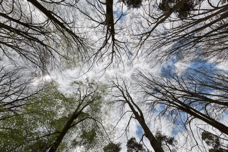Trees at the Börnste hamlet, Kirchspiel, Dülmen, North Rhine-Westphalia, Germany (2017)